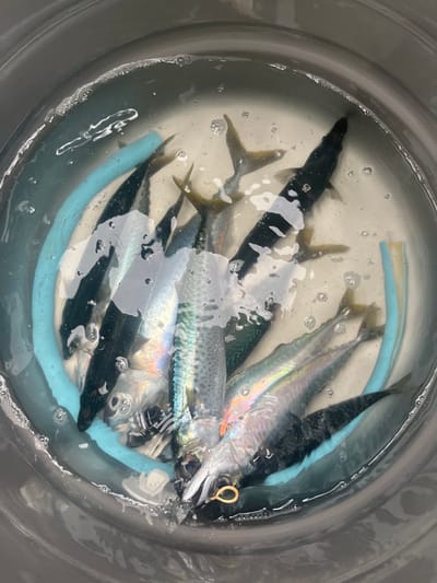 This forensic description pertains to a scene located in Bellambi, Australia.

The image depicts an overhead view into a round, gray bucket or container, which holds a quantity of clear water. Submerged in the water are approximately ten to twelve small, deceased fish, appearing to be baitfish such as pilchards or small mackerels, varying in size. Their bodies exhibit typical fish coloration: dark blue-green to black on their dorsal sides, transitioning to iridescent silver or white on their ventral sides. Several fish display distinct spotting patterns along their flanks. The tails of many fish are visible, generally having a yellowish-brown hue. A light blue, flexible, tube-like object is partially coiled around the inner circumference of the bucket, submerged with the fish. Near the bottom right of the frame, a small, gold-colored, U-shaped metal object, resembling a fishing hook or clip, is visible and appears to be attached near the mouth of one of the fish. The water surface shows minor bubbles. No human subjects are present.