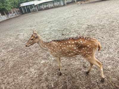 In Baniashanta, Bangladesh, a young deer with brown fur and white spots stands in a muddy enclosure. The deer is facing left, its head turned slightly towards the camera. The enclosure appears to be a zoo or wildlife sanctuary, with a fence and some structures visible in the background. Several other deer are also present in the background, some of which are grazing. The ground is covered in mud and dirt, with some dry grass and leaves scattered around. The sky is overcast, suggesting a cloudy day.