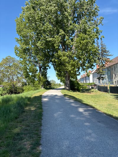 The image shows a view along a paved path in Wiener Neustadt, Austria. The path, constructed of gray asphalt, runs horizontally across the frame, bordered on one side by lush green grass. A large, leafy tree dominates the left side of the image, its foliage reaching toward a clear blue sky. Further down the path, in the background, are buildings of the city, including a multi-story residential building. The bright sunlight casts shadows from the trees onto the path and grassy areas. There is no evidence of people in the frame.