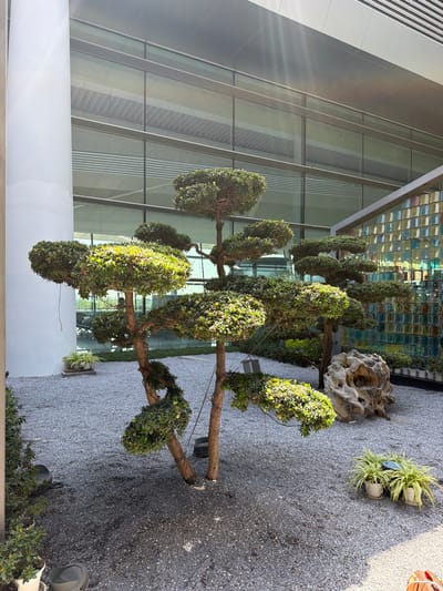 This image depicts a modern outdoor landscaped area, likely a courtyard or a garden adjacent to a commercial building, in Jianyang City, China, on a bright, sunny day.

The central subjects are several uniquely shaped trees, possibly topiaries or cloud-pruned specimens, characterized by their dense, dark green foliage sculpted into rounded clusters along visible, gnarled trunks. These trees are planted in a vast bed of light grey gravel that covers the ground, providing a clean, minimalist base.

In the background, a contemporary building rises with a facade composed of large glass panels and sections of light-colored, possibly metallic, siding. The glass reflects parts of the surrounding architecture and sky. Behind the trees, a distinct architectural feature is visible: a wall or structure made of numerous small, square, translucent or reflective blocks, arranged in a grid, displaying a mosaic of greens, blues, and yellows.

To the right side of the frame, several potted plants with variegated green and white leaves (resembling spider plants) are placed on the gravel. Beside them, a large, irregularly shaped, light-colored rock with natural indentations and holes serves as a decorative element. The strong sunlight casts distinct shadows, highlighting the textures of the gravel, foliage, and rock. There are no people visible, nor any specific activities taking place. No discernible text is present in the image. The scene conveys a sense of tranquility and carefully curated modern aesthetics.
