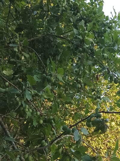 The image shows a close-up view of a plum tree laden with small, green plums. The plums are clustered on branches amidst lush green leaves. The foliage is dense, creating a dappled effect with sunlight filtering through. Some branches are bare, exposing their textured bark, while others are heavily covered in leaves and fruit. The lighting suggests it is daytime, possibly late afternoon, as the sunlight appears warm and directional, casting some shadows. The scene is natural and appears to be outdoors, likely in a rural or garden setting. There are no people or text visible in the image. The overall impression is one of abundance and the natural growth of fruit.