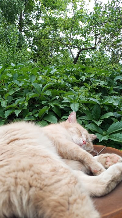 A fluffy, light orange cat is sleeping peacefully outdoors, lying on its side on a brown surface. The cat's eyes are closed, and its nose is pink, indicating it is deep in slumber. Its paws are tucked comfortably, with one paw resting on the surface and another slightly raised. The background is dominated by lush, green foliage, with trees and bushes forming a dense canopy overhead. The leaves are vibrant and healthy, suggesting it is a warm, pleasant day. The lighting implies it could be daytime, possibly late morning or afternoon, with diffused light filtering through the leaves, indicating a cloudy or overcast sky. The scene evokes a sense of tranquility and relaxation, with the cat enjoying a nap in a natural, serene environment. The location context is Юдино, Russia. There is no visible text in the image.