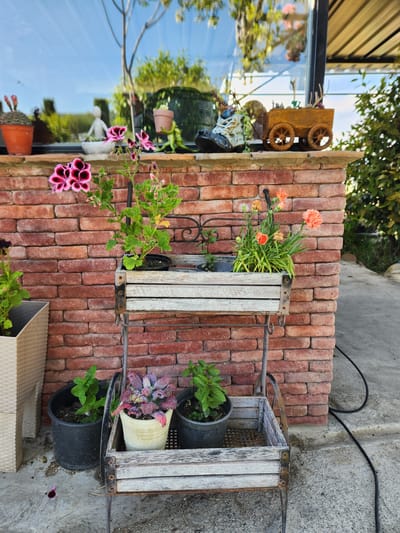 The scene depicts an outdoor decorative arrangement featuring plants and garden ornaments, located in Gorovani, Georgia. No individuals are present.
The foreground consists of a concrete ground surface with minor debris and a fallen dark purple flower petal near the bottom left. A black electrical cable extends across the concrete from the lower-right toward the mid-right.
A multi-tiered rustic plant stand, constructed from weathered light-colored wooden slats and dark metal supports, occupies the central frame.
- The lower tier holds three potted plants: a black plastic pot containing a green leafy plant on the left, a light-colored ceramic pot with a succulent plant exhibiting reddish-purple textured leaves in the center, and another black plastic pot with a green leafy plant on the right.
- The upper tier features a black plastic pot with a green plant on the left, behind a flowering plant with prominent pink and dark red variegated blossoms. To the right, an integrated wooden planter box contains multiple orange carnation-like flowers with green foliage. A dark-colored garden tool is partially embedded in the soil among these flowers.
Behind the plant stand and flowers is a structure with a reddish-brown brick wall, constructed from irregularly shaped bricks. A brick ledge protrudes from this wall, supporting various decorative items:
- On the far left of the ledge, a cactus is potted in a terracotta-colored container.
- To its right, a small, light-colored humanoid figure is seated in a white bowl.
- Further right, partially obscured, a green frog-like ornament holds a plant in a brown pot.
- A small, rusty, wheeled wooden cart containing dry ornamental elements is positioned to the right of the central figure.
- To the left of the rusty cart, a dark, weathered shoe (possibly a boot) serves as a planter or decorative element with dried foliage.
The background primarily features a large, reflective window that mirrors a clear blue sky with scattered clouds, and reflections of green trees and bare branches, indicating an outdoor setting. A prominent, bare tree branch reflection is visible in the upper central portion of the window. To the upper right, a dark structural beam and a light-colored slatted overhang are visible. Beyond the immediate structure and to the far right, dense green foliage is present.