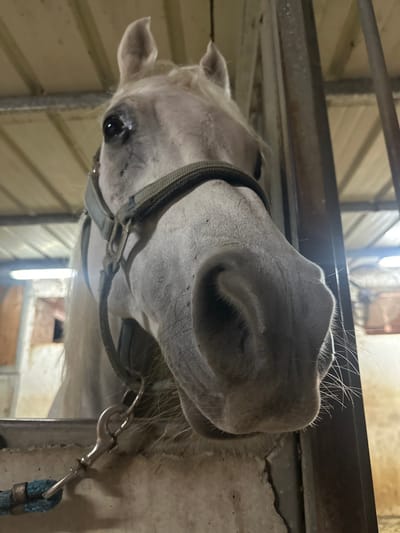 The image presents a close-up, low-angle view of a white horse's head positioned inside a stable in Kfar Monash, Israel. The horse, facing forward, displays dark eyes directed towards the camera. A dark green web halter is fitted on its head, with a silver-colored snap hook from a blue braided lead rope secured beneath its chin. The horse's muzzle is prominent, exhibiting visible nostrils and whiskers. The background, out of focus, reveals elements of the stable's interior, including a light-colored corrugated ceiling, worn light-colored walls, and dark vertical bars consistent with a stall structure on the right side. Artificial lighting illuminates the scene. No people or direct interactions are visible.