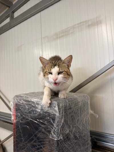 A domestic cat with tabby and white fur is perched on top of a dark object wrapped in clear plastic sheeting. The cat is looking forward with its mouth slightly open, revealing its teeth, and appears to be mid-meow or hiss. Its left paw is extended forward, resting on the plastic-wrapped object. The background consists of a white paneled wall and some metal framing structure overhead. The scene is indoors, possibly in a warehouse or industrial space located in the village of Voyvodino, Bulgaria.