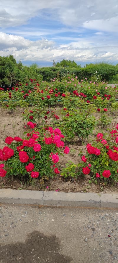 The image shows a rose garden in Araks, Armenia. A variety of red and pink roses are planted in rows, with green foliage and exposed soil. In the background, there's a green hedge and trees. Above, a blue sky with white clouds is visible. A concrete curb borders the garden in the foreground, followed by a cracked, gravelly surface. No people are visible in the image.