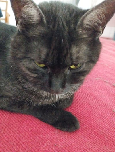 The image shows a close-up of a black cat with yellow eyes, lying on a textured red surface. The cat's fur is dark and appears slightly disheveled. Its ears are visible, and there are white whiskers around its muzzle. The red surface has a woven texture and appears to be a blanket or rug. The background is blurred and out of focus. There is no discernible information about the location in the city of Hospozín, Czechia, as the image is limited to the cat and its immediate surroundings.