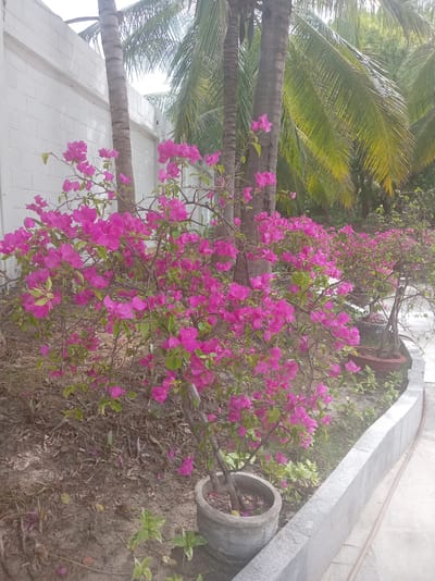 In the city of Dong Ninh Hoa, Vietnam, a scene unfolds featuring lush tropical flora. A white brick wall forms a boundary on the left, partially obscured by the vibrant pink bougainvillea flowers. Several palm trees with their distinctive textured trunks are interspersed among the flowering plants, their fronds reaching towards a bright sky. The ground is covered in dry soil and fallen leaves, creating a natural, somewhat untamed aesthetic. In the foreground, a potted bougainvillea in a gray concrete pot sits near a low, grey stone wall that borders a paved walkway. Further in the background, more potted plants, including another bougainvillea in a terracotta pot, are visible, adding depth to the garden setting. The overall impression is one of a tropical outdoor space, possibly a garden or courtyard.