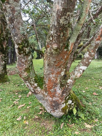 The image depicts a multi-stemmed tree trunk situated in a grassy park-like environment within the city of Tah, Vietnam. The tree features deeply textured bark with a variegated pattern of white, grey, light brown, and distinct reddish-brown patches. Extensive coverage by light green and grey lichens and darker green moss is evident, particularly in crevices and at the base of the trunk. A small fern grows at the immediate base on the right side. The ground is covered with short green grass, interspersed with scattered dry, brown leaves. In the background, additional mature trees with similar bark characteristics are visible, along with glimpses of an open grassy area containing smaller, distant trees. No individuals or active subjects are present.