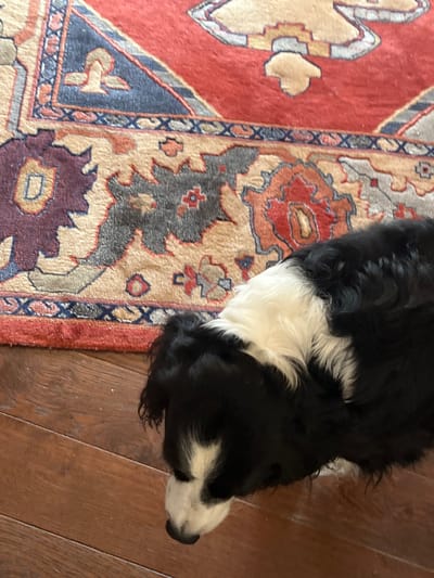 The scene depicts an indoor environment in Ancenis, France. A black and white dog, likely a Spaniel or similar breed, is positioned on a polished wooden floor, its head lowered and facing downwards. The dog exhibits black fur predominantly on its body and head, with distinct white markings on its chest, neck, muzzle, and a stripe on its forehead. Adjacent to the dog, a patterned rug occupies the upper portion of the frame. The rug features a red field with intricate designs in beige, dark blue, maroon, and grey, characteristic of an Oriental style. No people or direct interactions are visible within the frame.
