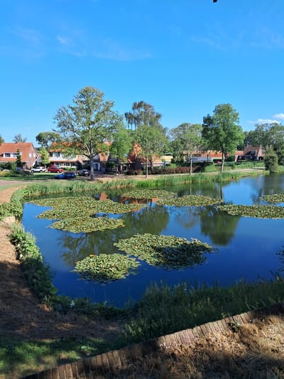 This is a vertical, eye-level photograph taken on a bright, sunny day. The scene depicts a canal or river with lily pads floating on its surface, reflecting the clear blue sky. On the left side of the water, a path runs alongside houses and trees. The houses appear to be traditional Dutch architecture, with red-tiled roofs and brick facades. A few cars are parked along the road. The right side of the canal is bordered by a brick wall and dry grass. The overall impression is one of a peaceful, picturesque village scene. The time of day is likely midday, given the strong sunlight and shadows. No people are explicitly visible in the frame, but the presence of houses and parked cars suggests a residential area. The location is identified as Brill, Netherlands. No visible text is present in the image.