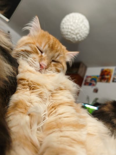 The image shows an orange tabby cat with its eyes closed, appearing to be sleeping or resting. The cat's tongue is slightly visible. The cat is fluffy and has long fur. Its paws are tucked in. In the background, there is a white, textured sphere hanging from the ceiling. There are also some out-of-focus posters on the wall. A green light fixture is visible in the lower right corner. The image is taken from a low angle, looking up at the cat. There is no information in the image to suggest it is located in Morąg, Poland.