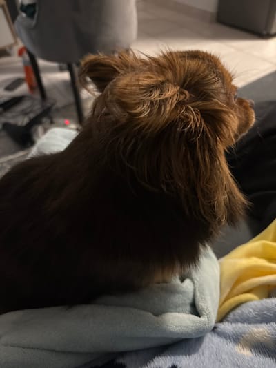 A small, long-haired canid, consistent with a Chihuahua breed, is depicted from a rear-angle perspective, facing towards the right side of the frame. The animal possesses reddish-brown fur with lighter brown highlights, particularly noticeable on its head and ears. It is resting on a light blue, soft textile surface, which is partially obscuring its lower body. Adjacent to and underneath this textile are portions of a blue patterned blanket and a yellow fabric. The background is an indistinct, dimly lit indoor environment, revealing a blurred grey chair or piece of furniture, a faint red point light source, and light-colored flooring. The location is Pretoria, South Africa.