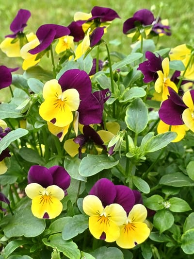 A close-up, overhead shot of a dense patch of purple and yellow pansies, with their green foliage filling the background. The flowers are in various stages of bloom, some fully open, others still budding. The petals of the pansies are vibrant and detailed, with delicate veins and color variations. The scene is likely outdoors, given the natural lighting and the presence of greenery. The soft focus of the background suggests a shallow depth of field, drawing attention to the flowers in the foreground. The image evokes a sense of natural beauty and the simple elegance of a garden in bloom. The location is identified as Vārzas, Latvia. There is no visible text in the image.