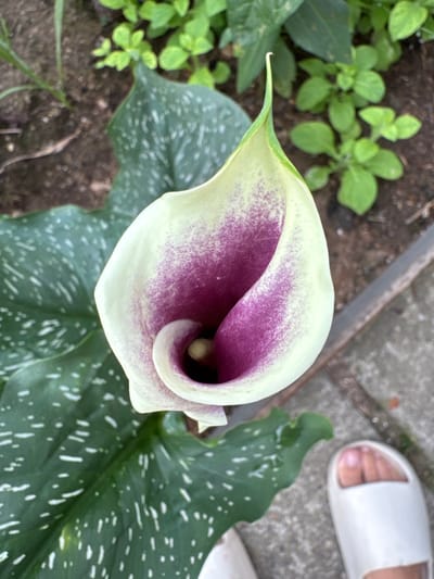 An overhead, close-up shot captures a striking Calla Lily with a creamy white spathe streaked with vibrant purple, set against dark green, speckled leaves. The flower's elegant, trumpet-like shape is prominent, with its pistil visible at the center. The surrounding environment includes dark soil, lush green foliage, and a concrete walkway. In the bottom right corner, a white slide sandal is partially visible, suggesting a human presence in the immediate vicinity. The overall scene conveys a natural, garden setting, likely in an outdoor space within the city of Мичуринское, Russia.