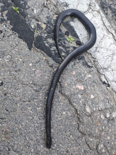 A black snake is coiled on a rough, grey surface composed of asphalt and stone. The snake is dark and appears to have a patterned or textured skin. There are a few small green plants growing in the crevices of the surface, along with some dark pebbles. The surface itself is cracked and uneven, with areas of lighter grey stone interspersed with darker asphalt. The lighting suggests it could be daytime, with no obvious signs of specific weather conditions. The overall scene appears to be an outdoor environment, possibly a path, road, or rocky area. There is no visible text in the image.