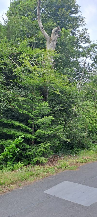 The image captures a scene dominated by lush green foliage, with a prominent dead tree trunk rising from the center. The dead tree has a gnarled and weathered appearance, with a large opening near its base and branches that have mostly broken off. Younger, vibrant green trees and bushes surround the dead tree, creating a stark contrast between decay and new growth. A narrow, paved road with a patch of lighter gray asphalt is visible in the lower right portion of the image, bordering a strip of grass and fallen leaves. The background consists of dense, leafy trees under an overcast sky. The image appears to have been taken from a slightly elevated position, looking across the foliage towards the road. There are no people or animals visible in the frame. The scene is set outdoors, likely in a wooded area or park adjacent to a road. The specific location in the city of Unknown, Ireland, is not determinable from the visual information provided.
