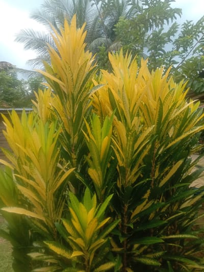 In Blangcut, Indonesia, an outdoor scene features a dense arrangement of variegated Croton plants. The plants exhibit a striking contrast between vibrant yellow and deep green foliage, with the yellow dominating the upper portions of the leaves. They are positioned in front of a weathered wooden building, possibly a house or shed, with its horizontally planked exterior visible on the left side. Beyond the building, lush green trees and palm fronds form a natural backdrop under a pale sky. The ground beneath the plants appears to be a mix of soil and dry grass.