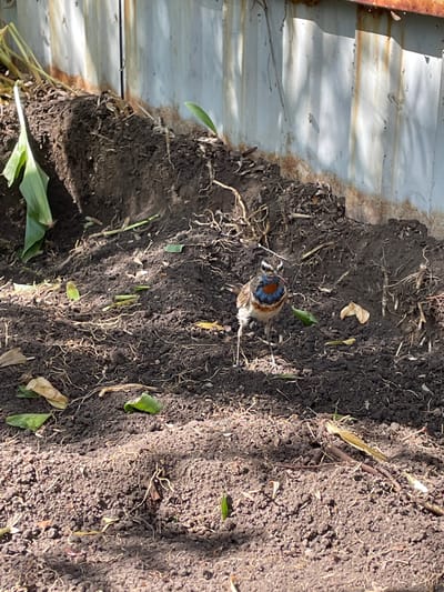 A bluethroat bird stands in dark soil, facing the camera. The bird has a white throat with a blue and red patch, brown wings, and a white belly. It is standing on its thin legs. The ground is covered with dark soil, dry leaves, and some green foliage. In the background, a corrugated metal fence with rust stains is visible. The scene appears to be outdoors in a garden or natural setting. There is no indication of the city of Petrushenko, Russia.