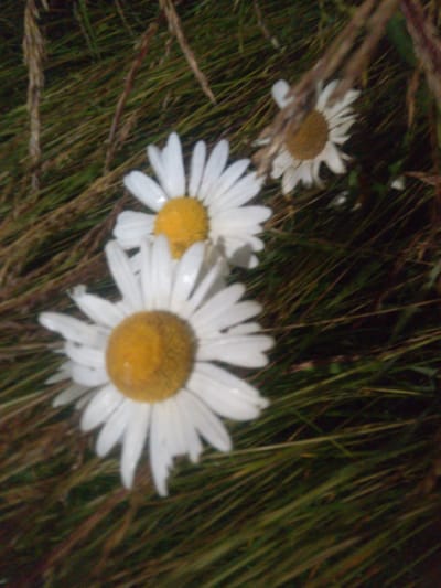 Three daisies are visible in the foreground, with their white petals and yellow centers distinct against a blurry background of green grass and some brown stalks. The daisy in the lower left is the most in focus, showing individual petals. Another daisy is positioned to its right and slightly behind, also with visible petals and center. A third daisy is further back and to the right, appearing slightly less distinct. The overall lighting suggests it is daytime. The scene is consistent with an outdoor environment, likely a field or grassy area. No people, actions, or interactions are depicted.