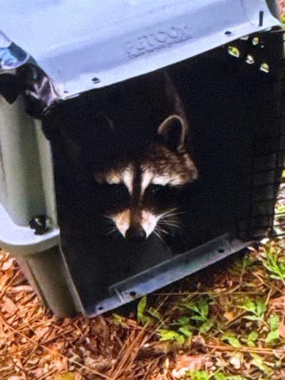In Springboro, Ohio, a raccoon with distinctive black markings around its eyes is peeking out of a dark-colored plastic trap. The trap, which appears to be designed for animal containment, is positioned on the ground, surrounded by dry leaves and some green foliage. The top of the trap has embossed text, possibly a brand name. The raccoon's face is the most visible part of the animal, with its whiskers clearly visible. The lighting suggests an outdoor setting, likely during daylight hours.
