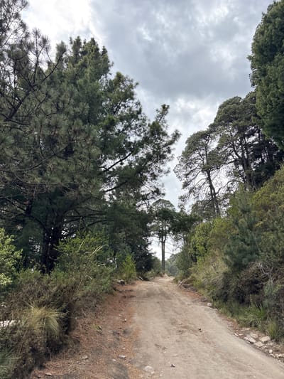 The image depicts a dirt road winding through a forest, likely in the vicinity of San Mateo Ozolco, Mexico. The road is unpaved and appears to be lightly traveled. The sky is overcast with heavy clouds. The forest consists of a mix of coniferous and deciduous trees, with dense foliage overhead. The overall impression is of a rural or natural setting.