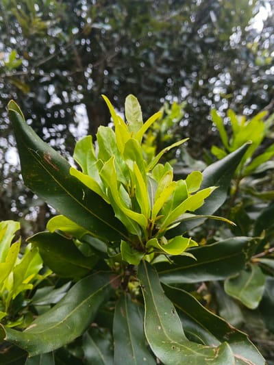 A close-up shows bright green leaves clustered near the top of a tree branch. The leaves have a smooth, glossy appearance, and some appear lighter in color, indicating new growth. The background is blurred, suggesting a dense canopy of trees with bokeh effect. The dark green leaves in the foreground frame the brighter leaves, creating a contrast in colors and textures.