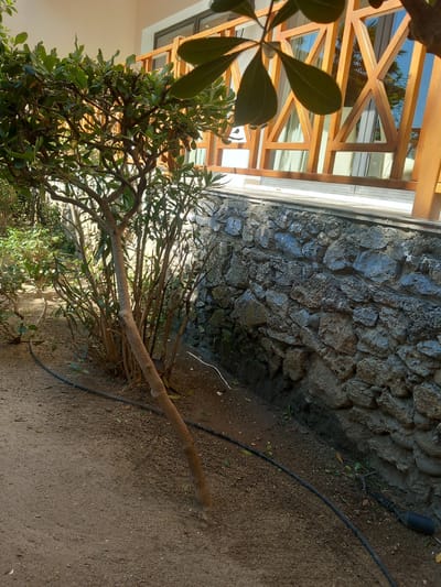 In the city of Kos, Greece, an outdoor scene depicts a garden area. In the foreground, a small tree with a thick, brown trunk and numerous thin branches with green leaves stands at an angle. The ground is covered with fine gravel and sand. A black irrigation hose snakes across the ground, passing behind the tree and extending towards the right side of the frame. Behind the tree, a textured stone wall rises, composed of irregular grey and brown stones of varying sizes, some with rough, mortar-like material filling the gaps. Above the stone wall, a wooden balcony railing with a geometric pattern of crisscrossed beams is visible. Through the railing and a glass window behind it, hints of white curtains and the reflection of a blue sky with palm trees suggest the presence of a building. The lighting indicates it is daytime, casting soft shadows.