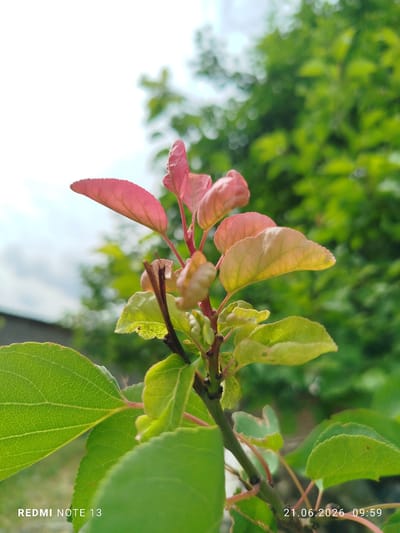 A close-up, vertical shot shows a branch with young leaves, some of which are pink and others green. The leaves have serrated edges. In the background, out-of-focus green foliage and a bright sky are visible. The lower left corner of the image displays "REDMI NOTE 13" and the lower right corner shows "21.06.2026 09:59". The scene appears to be outdoors in a natural setting. There are no people or explicit urban elements to suggest a specific location within the city of Асан-Чек, Kyrgyzstan.