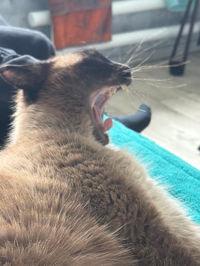 The image shows a close-up of a Siamese cat yawning, with its mouth wide open revealing its teeth and tongue. The cat's fur is visible in detail, showing its light brown and dark brown markings. The background is blurred, but suggests an indoor setting with some furniture and possibly a window. The cat appears to be resting on a teal-colored surface. There is no indication of the location being in the city of Япрыково, Russia, or any other specific city.