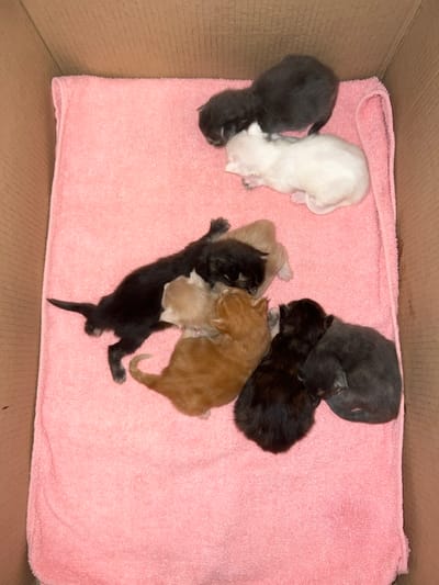 Within a brown corrugated cardboard box, located in the city of Korobovo, Russia, a pink terry cloth towel serves as bedding for seven newborn kittens. In the upper right area, one dark grey kitten is positioned next to a white kitten. Centrally to the left, a black kitten is observed stretching slightly, alongside a tan kitten and an orange kitten. In the lower right section, a dark brown kitten and a grey kitten are curled together. All kittens are lying down, indicating a state of rest or sleep, and are clustered in small groups.