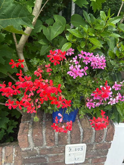 This image captures a close-up view of a brick wall in Leiden, Netherlands, adorned with a potted plant featuring a vibrant display of red and pink geraniums. The plant is contained within a blue pot, partially visible behind the flowers. The brickwork of the wall is weathered, showing a mix of reddish-brown bricks and lighter mortar, with some areas exhibiting moss or discoloration. To the left of the wall, large green leaves from a tree are visible, creating a leafy backdrop. In the lower right quadrant of the image, a white plaque with numbers is affixed to the wall, displaying "7 193" in the top row and "1 17" in the bottom row, suggesting a house number or identification marker. The overall scene suggests an outdoor setting, likely a garden or a street-side location in a residential area of Leiden. The focus is on the plant and the immediate surroundings of the brick wall.