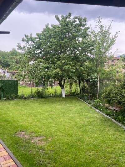 The image depicts a garden scene in what is likely Kornitsa, Bulgaria, given the prompt's specification. The foreground features a meticulously manicured lawn of bright green grass. Along the right edge is a paved border constructed from brick pavers, alternating between light and dark shades. A substantial tree with dense, green foliage occupies the central and left portions of the scene. Its trunk appears to be painted white near the base. Beyond the tree, a chain-link fence marks the property boundary. A neighboring building is partially visible, and some other vegetation is present. The sky is overcast, suggesting an overcast day. There are patches of discoloration in the grass. There are no visible people in the image.