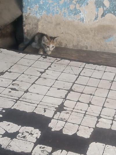 The scene depicts an outdoor or semi-outdoor location within Mtopanga ward, Kenya. A small kitten, exhibiting white and orange/light brown patched fur, is situated in the midground. The animal is in a stationary, crouched position on a dark, raised ledge, with its gaze directed slightly downward and forward. Behind the kitten, a textured wall displays significant signs of wear, featuring peeling light blue paint over a tan base and a shadowed recess to the left. The foreground comprises a light-colored tiled floor, arranged in a grid pattern with dark grout lines. These tiles show extensive damage, including chipping and exposed dark material underneath, particularly prominent in the lower left and central portions of the frame. The lighting suggests natural daylight.