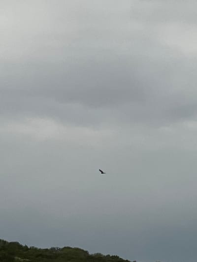 The image shows a bird flying in a cloudy sky. To the right of the sky is a patch of trees or vegetation. There is no discernible information to definitively identify this image as being in Bavoriv, Ukraine. There are no people in the image.