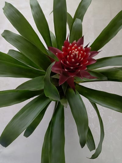 A top-down, medium shot shows a bromeliad plant with a bright red and white bloom at its center. The bloom is surrounded by long, dark green leaves that fan out in a radial pattern. The plant is situated on a white, textured surface that appears to be a tablecloth. The background is a light-colored, textured wall. The image was taken in Abdulmambetovo, Russia.