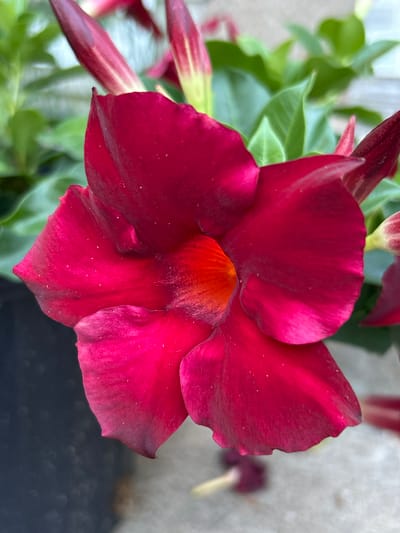 A close-up, high-angle shot captures a vibrant, dark pink flower in full bloom, with a vibrant orange-red center. The petals have a velvety texture, and small white specks are visible on their surface. To the left, a dark, blurry object, possibly a pot, provides a stark contrast to the bright flower. In the background, out-of-focus green leaves and several unopened flower buds, tipped in a deep pink, add depth to the scene. The overall impression is one of natural beauty and botanical detail. The image's origin is currently unknown, and it has not been associated with any specific location in Blaine, United States of America.