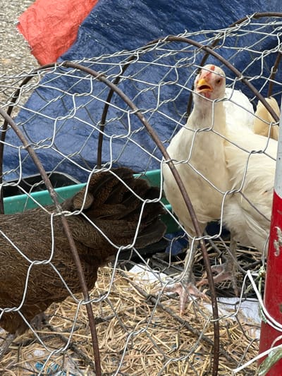 In Bắc Yên, Vietnam, two chickens are housed within a wire cage. One chicken, primarily white, is positioned towards the right side of the cage, looking directly at the camera with its beak slightly open. The other chicken, predominantly brown with darker markings, is on the left side of the cage, facing away from the camera. The cage itself is constructed from thin wire mesh and appears to be situated outdoors, with a blue tarp and a red tarp visible in the background. The bottom of the cage contains a layer of hay and twigs.
