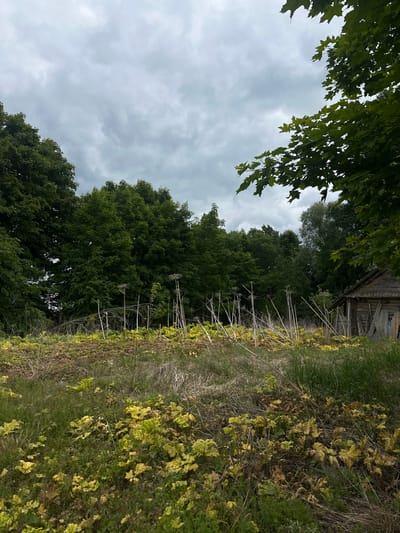 A vertical, eye-level, outdoor shot captures a natural landscape on an overcast day. In the foreground, lush green and yellow foliage covers the ground. Tall, dry stalks with dried-out seed heads rise from the vegetation, some leaning to the side. To the right, a small, dilapidated wooden structure with a weathered, planked exterior and a sloping roof stands partially obscured by the tall stalks. Behind the foreground, a dense wall of dark green trees forms the background. The sky is filled with heavy, gray clouds.