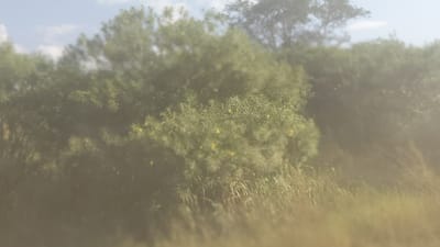 Sun-drenched, the image depicts a field of tall grass fading into an out-of-focus background of dense green foliage. The sky is barely visible, a hazy blue peeking through the tree canopy. The scene is bathed in soft, warm light, creating a dreamy, almost ethereal atmosphere. The overall impression is one of serene natural beauty, blurred and hazy.