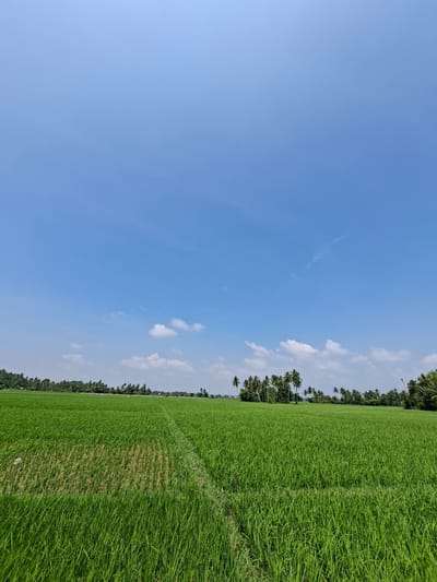 The image shows a vast, bright green rice paddy field under a clear blue sky with scattered white clouds. In the background, a line of palm trees and other vegetation stretches across the horizon, suggesting a tropical or subtropical location. A narrow, dry path runs through the middle of the field, dividing it into sections. The lighting indicates it is daytime, likely mid-morning or early afternoon given the brightness of the sky. There are no people or animals visible in the scene. The overall impression is one of rural tranquility and agricultural abundance.