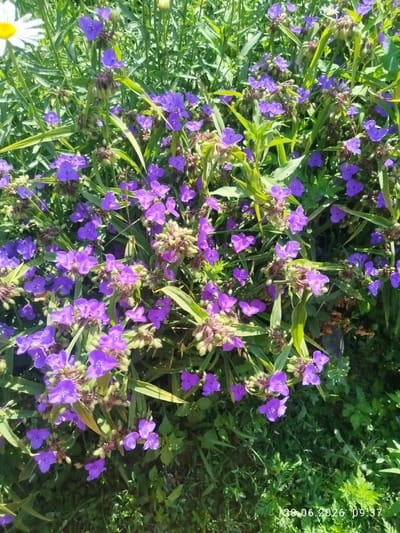 The image depicts a dense patch of bright purple flowers, likely Tradescantia, with long, green leaves and stems. The flowers are small and have three petals. In the upper left corner, a portion of a white daisy with a yellow center is visible. The background consists of green foliage and grass, suggesting an outdoor, natural environment. The overall scene is illuminated by sunlight, casting shadows and highlighting the vibrant colors of the flowers. A timestamp in the bottom right corner reads "28.06.2026 09:37". There are no people or animals present in the image. The setting appears to be a garden or a wild area within the city of Özgön, Kyrgyzstan, given the context of the prompt.