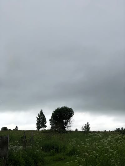 A wide shot captures a dimly lit, overcast sky above a rural landscape in Staroe Istomino, Russia. The foreground is dominated by lush green grass and white wildflowers, with a weathered grey corrugated metal fence post and wooden posts visible to the left. Several trees are silhouetted against the horizon, including a tall, slender tree on the left, a larger, bushier tree in the center, and a smaller tree to the right. In the distance, a line of trees forms a dark silhouette against the pale sky. The overall impression is one of a natural, uncultivated environment under a cloudy sky.