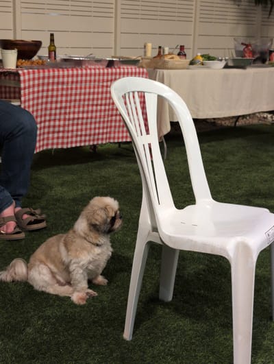 The image depicts an outdoor gathering at a picnic table covered with a red and white checkered tablecloth. A person wearing blue jeans and sandals is partially visible on the left side of the frame, seated on the grass. A small, light brown dog with fluffy fur sits on the grass in the foreground, facing right and looking away from the camera. A white plastic chair is positioned in the center right of the image, facing left and slightly towards the dog. The background features two tables, one with food items and drinks, including a bottle of beer and a basket of bread, and a larger table covered with a cream-colored tablecloth. A white slatted fence is visible behind the tables. The ground is covered with artificial green turf. The scene appears to be a backyard or outdoor event space. The city of Lod is not explicitly identified within the image's visual elements.