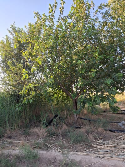 An outdoor, ground-level, medium shot captures a mulberry tree with green leaves against a clear blue sky in Ko`kdala, Uzbekistan. The tree is situated in a dry, grassy area with some visible irrigation pipes on the ground. Another tree with lighter green foliage stands to the left of the mulberry tree. The scene is illuminated by natural sunlight.