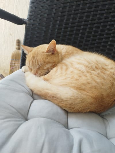 An orange tabby cat sleeps curled up on a gray cushion placed on a black woven chair. In the background, a broom leans against a light-colored wall. The location is Beli Izvor, Bulgaria.
