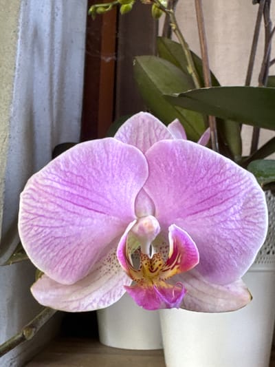 A close-up shot focuses on a single, light purple orchid in bloom. The orchid has large, delicate petals with prominent pink veining. The center of the flower displays intricate details of yellow and darker pink accents. The orchid is positioned in front of a blurred background that includes green foliage, a wooden surface, and a hint of white pots. The lighting suggests an indoor setting, likely a home or greenhouse, with natural light illuminating the flower. There is no indication of a specific location within Veselina, Bulgaria, as the image lacks any identifying landmarks or contextual clues.