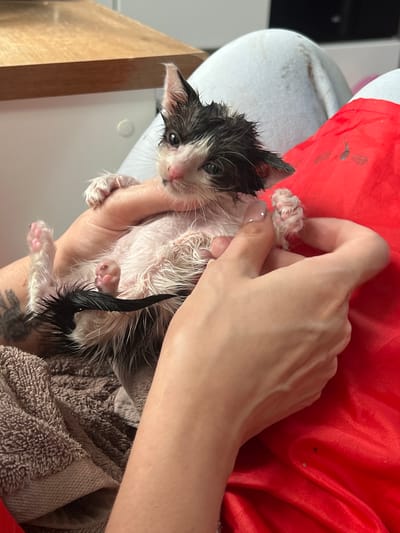 A close-up, eye-level shot shows a person's hands holding a wet, black and white kitten. The kitten, with its fur matted and wet, is positioned in the center of the frame, facing slightly to the left. Its pink toe beans are visible on its paws. The person's hands are gently supporting the kitten, with one hand cupping its body and the other holding one of its paws. The background is blurred, but suggests an indoor setting with a wooden surface at the top left, a white surface, and a bright red fabric on the right. A brown textured towel is visible at the bottom left, underneath the kitten. The image was taken in Pshekhskaya, Russia.