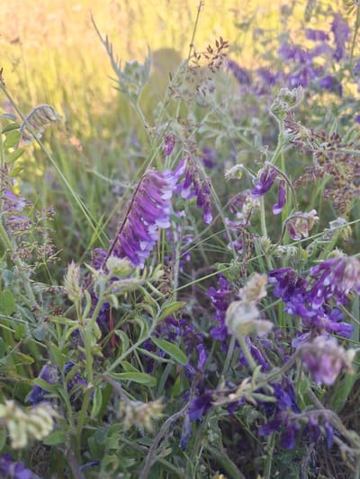 This is a close-up, slightly overexposed photograph of purple wildflowers growing in a grassy field. The flowers are small and clustered, with a delicate appearance. The background is blurred and shows a soft, golden light, suggesting the sun is low in the sky or filtered through foliage. The image appears to be taken in a natural setting, possibly a meadow or park.