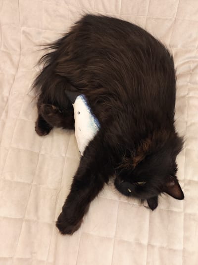 A fluffy, long-haired black cat is lying on its back on a beige quilted surface. The cat is mostly visible, with its body curled and its paws extended. One of the cat's front paws is resting on a stuffed toy that appears to be a fish. The toy is white with blue markings and black dots. The cat has yellow-green eyes and appears to be relaxed. The background is a plain, quilted beige fabric, with a subtle grid pattern from the quilting. There is no indication of the city of Kalmykovo, Russia, in the image.